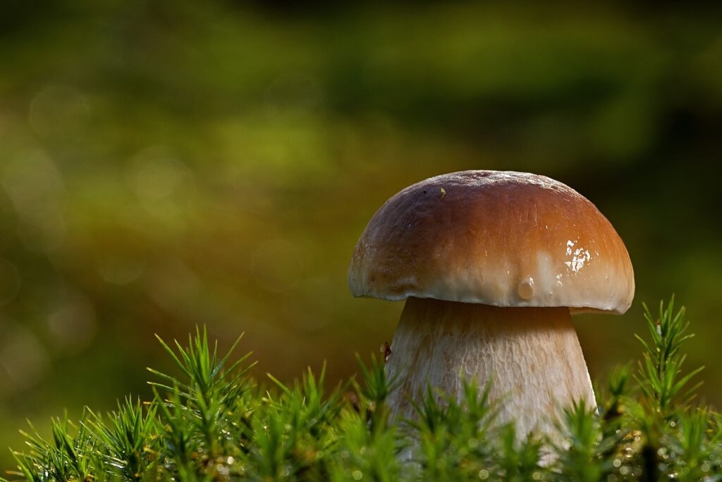 香菇別直接吃